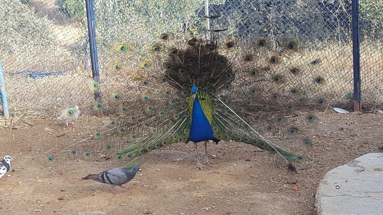 Relais De Tahla Hotel Ain Bou Mahdi Bagian luar foto